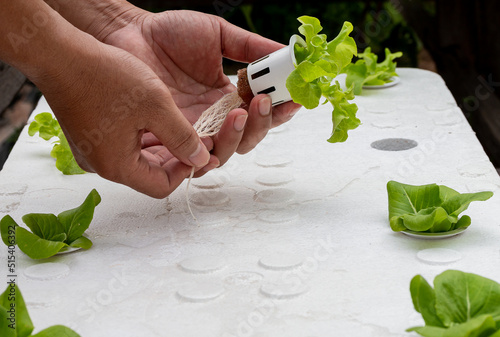 Hand holding hydroponic pot with vegetable seedlings growing on Organic hydroponic vegetable cultivation farm. Grow vegetables without soil concept.