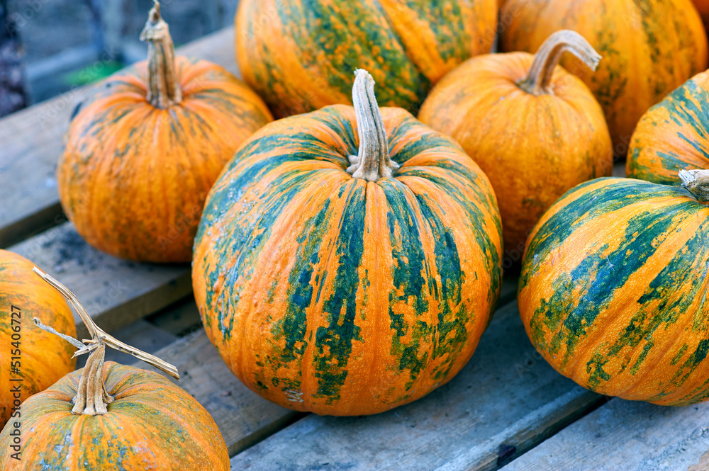 Ripe pumpkins on a wooden platform