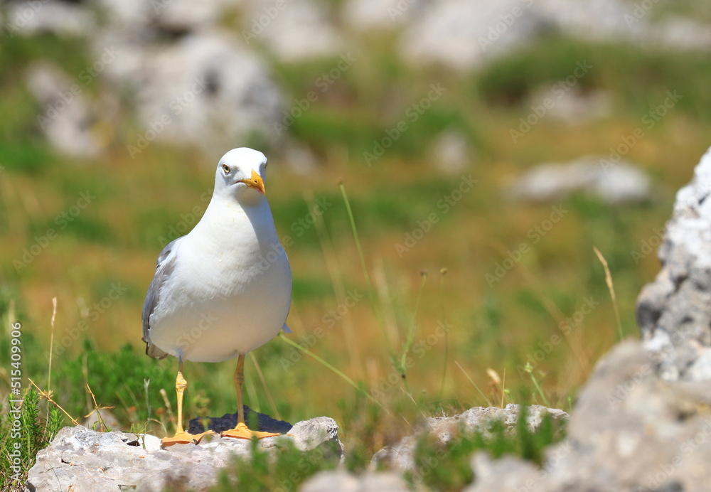 Yellow-legged gull (Larus michahellis), sea gull posing on the rock. Nice weather. Beautiful sunny day.