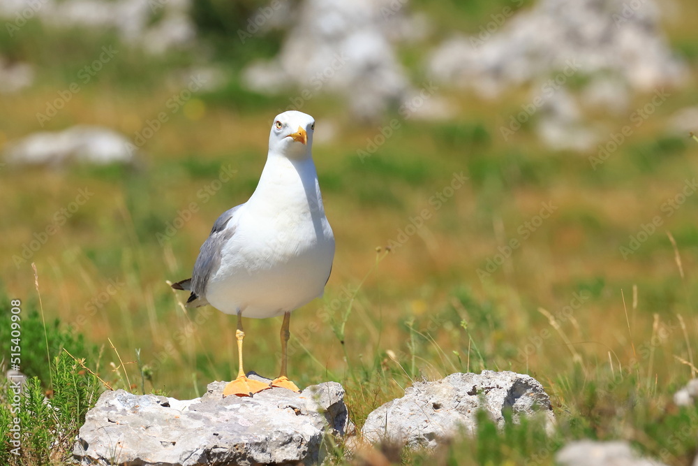 Yellow-legged gull (Larus michahellis), sea gull posing on the rock. Nice weather. Beautiful sunny day. Yellow-legged gull (Larus michahellis), sea gull posing on the rock. Nice weather. Beautiful sunny day.
