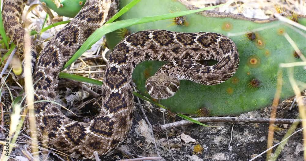 Static video of a Western Diamondback Rattlesnake(Crotalus atrox). Rattlesnake is leaning against cactus. Static video of a Western Diamondback Rattlesnake(Crotalus atrox). Rattlesnake is leaning against cactus.