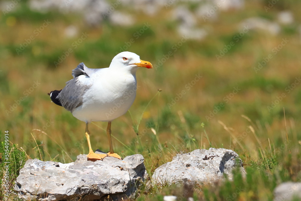 Yellow-legged gull (Larus michahellis), sea gull posing on the rock. Nice weather. Beautiful sunny day. Yellow-legged gull (Larus michahellis), sea gull posing on the rock. Nice weather. Beautiful sunny day.