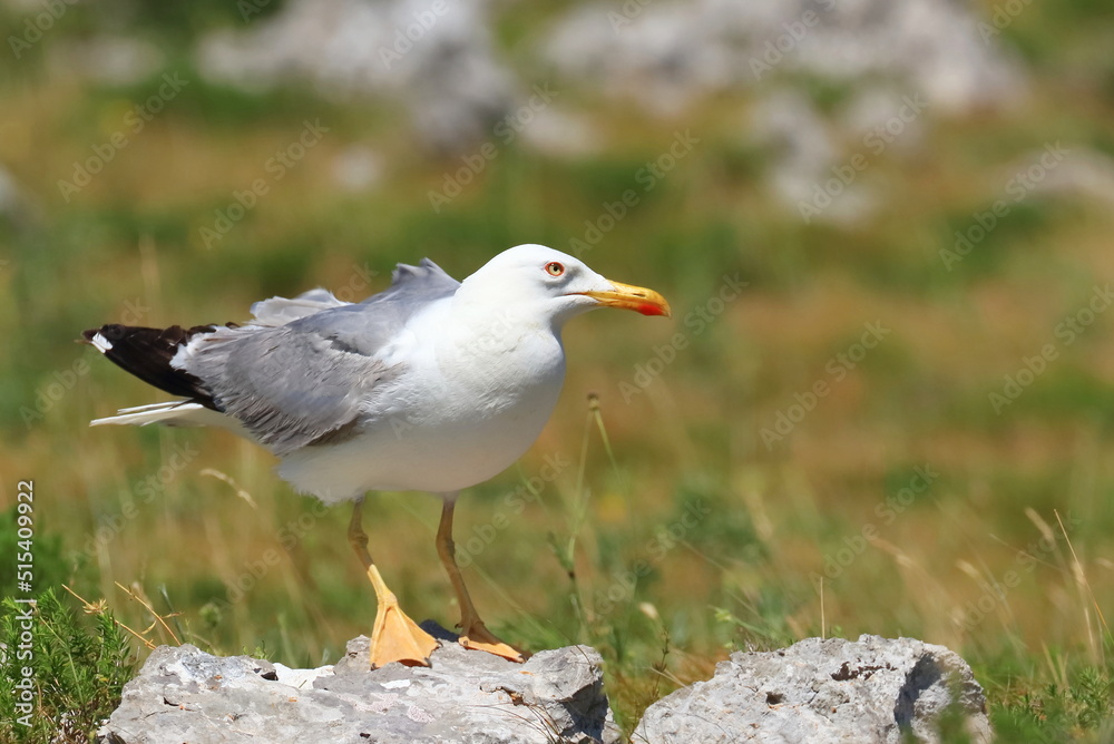 Yellow-legged gull (Larus michahellis), sea gull posing on the rock. Nice weather. Beautiful sunny day. Yellow-legged gull (Larus michahellis), sea gull posing on the rock. Nice weather. Beautiful sunny day.