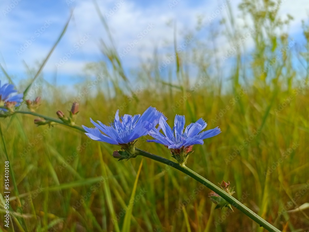 Common chicory (Cichorium intybus) is a somewhat woody, perennial herbaceous plant of the daisy family Asteraceae Common chicory (Cichorium intybus) is a somewhat woody, perennial herbaceous plant of the daisy family Asteraceae
