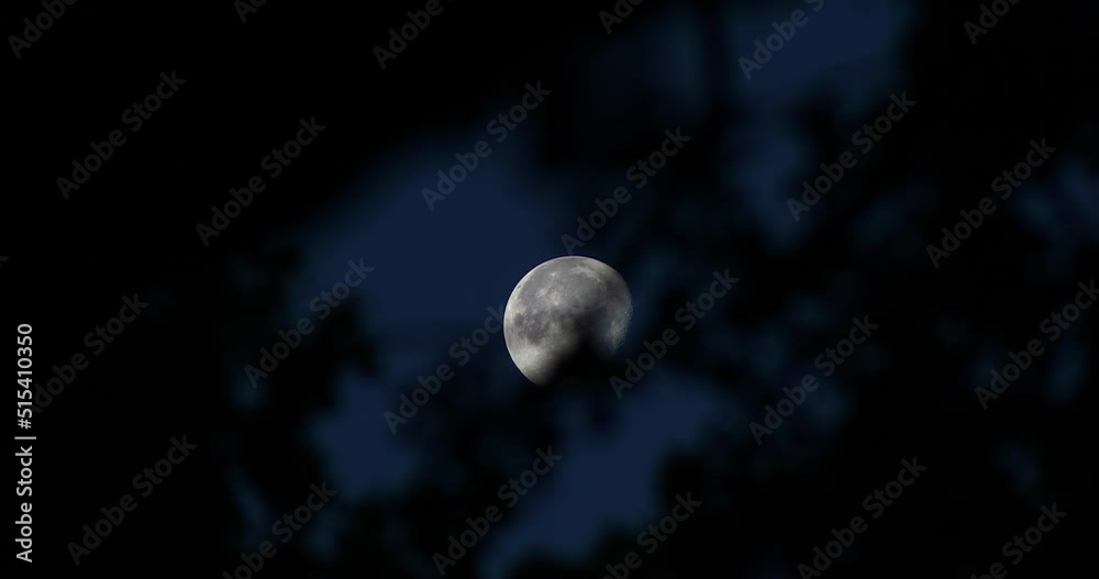 Static video of the moon surrounded by the silhouette of tree branches and leaves.