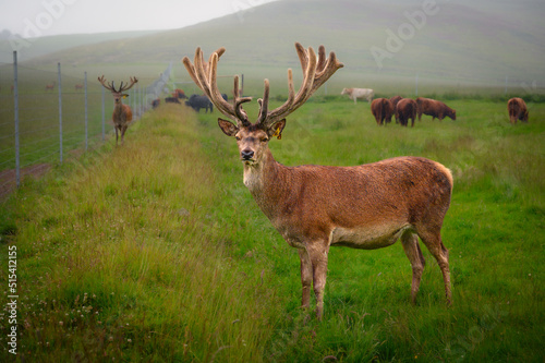 Farmed Red Deer Stag Fototapet