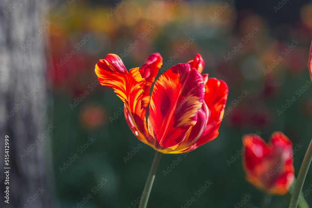 Obraz premium isolated flower close-up. macro photography. desktop wallpapers. beautiful floral background. delicate tulip