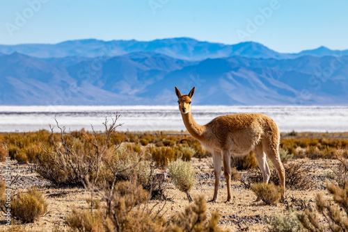 Lonely vicuña in Salinas Grandes, Jujuy, Argentina photo