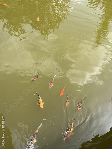 fish in the pond