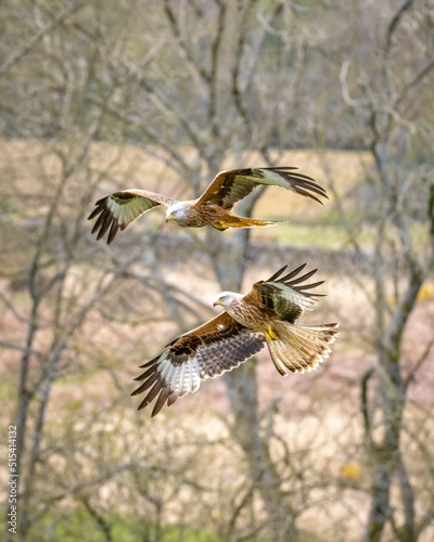 Photos Vertical closeup of two red kites, Milvus milvus flying against the background of the trees