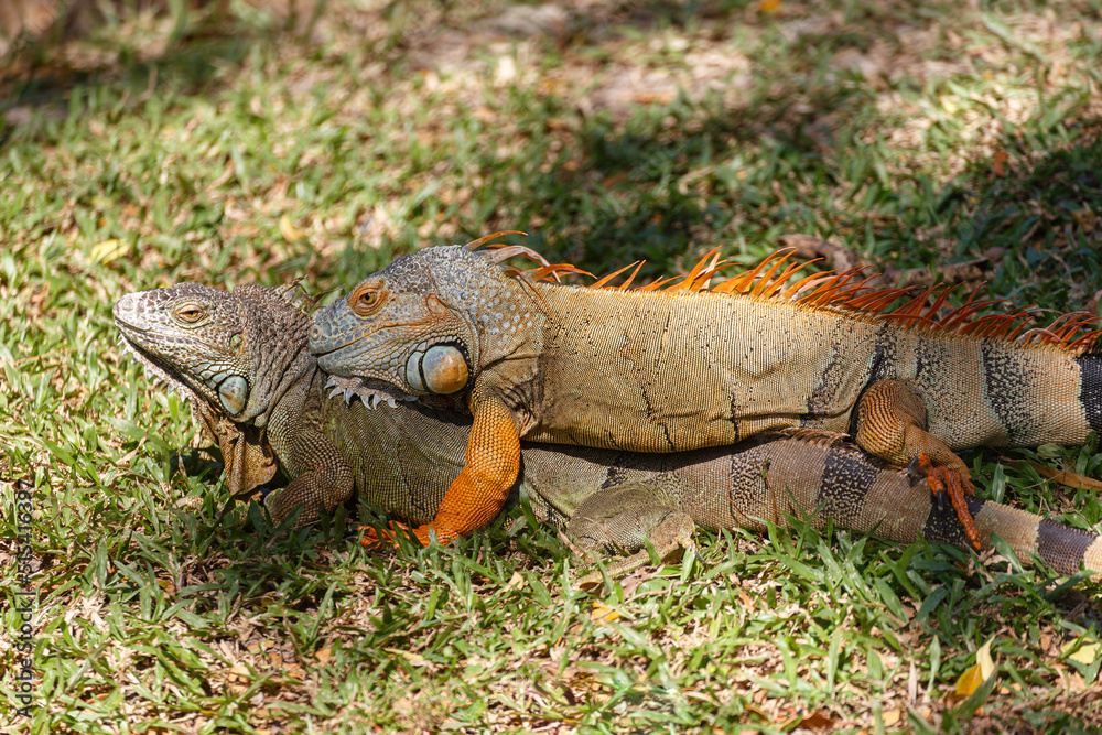 young male and female green iguana lizard in colourful skin during the  breeding season in the wild nature. Animal wildlife behavior.. Stock Photo  | Adobe Stock