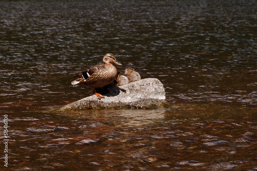 A gray duck with ducklings sits on a stone on a sunny summer day.