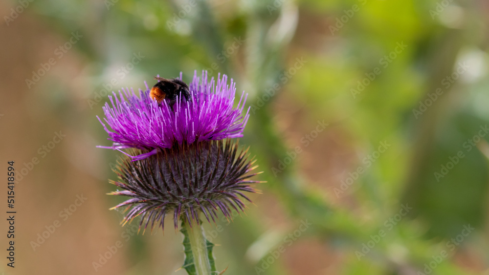 Bombus lapidarius On A Thistle Bombus lapidarius On A Thistle