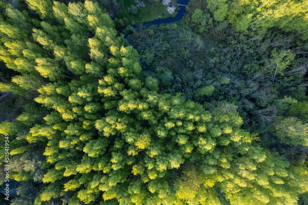 Mixed forest top-down aerial view
