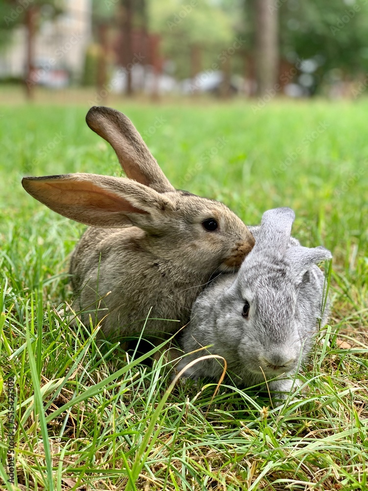 Two rabbits are sitting in the green grass. Two rabbits are sitting in the green grass.