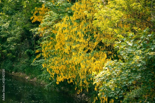 Yellow Calpurnia aurea tree flowers on the garden photo