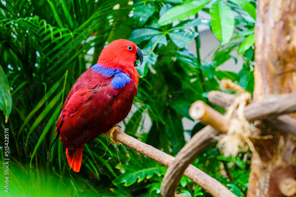 Papuan Eclectus Papuan Eclectus