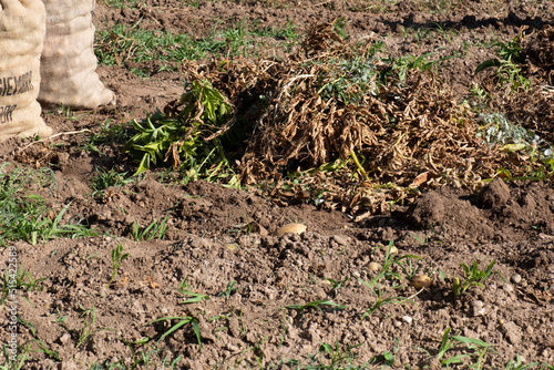 Wallpaper Mural Sacos de patatas y plantas de patatas arrancadas, cosecha de patatas Torontodigital.ca