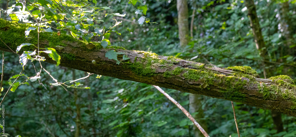 Fototapeta premium Moss covered tree branch