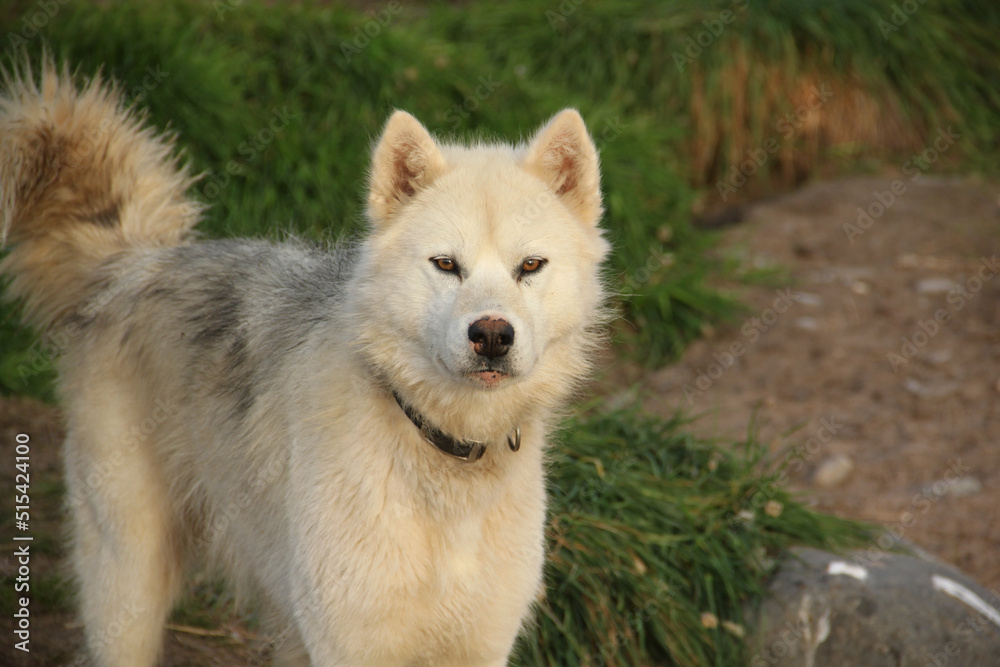 Northern Canada husky dog staring off, Pond Inlet, Nunavut. High quality photo Northern Canada husky dog staring off, Pond Inlet, Nunavut. High quality photo