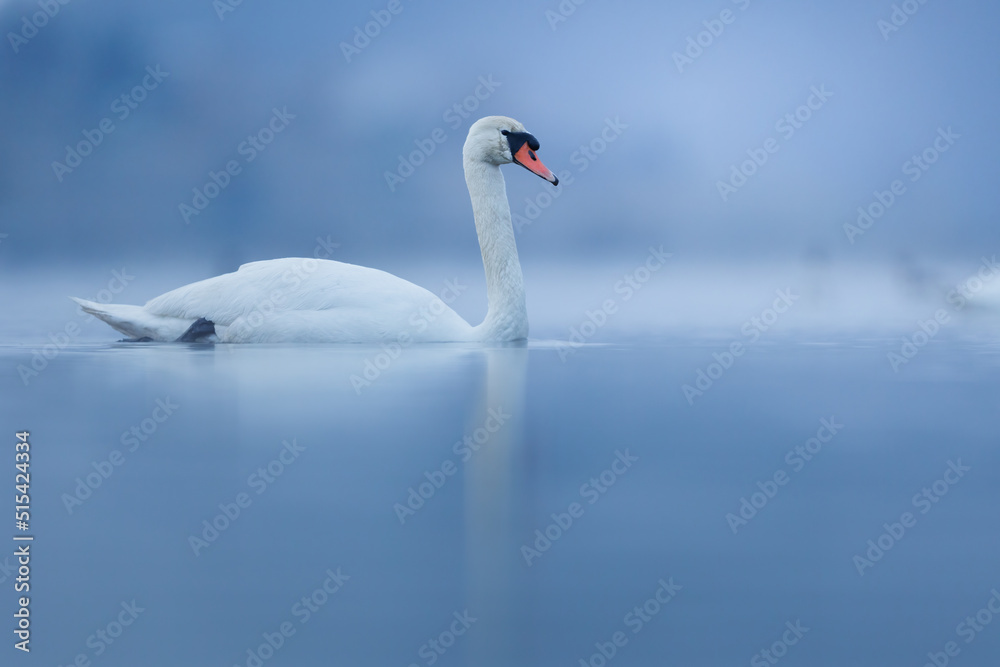 Fototapeta premium Mute swan before sunrise