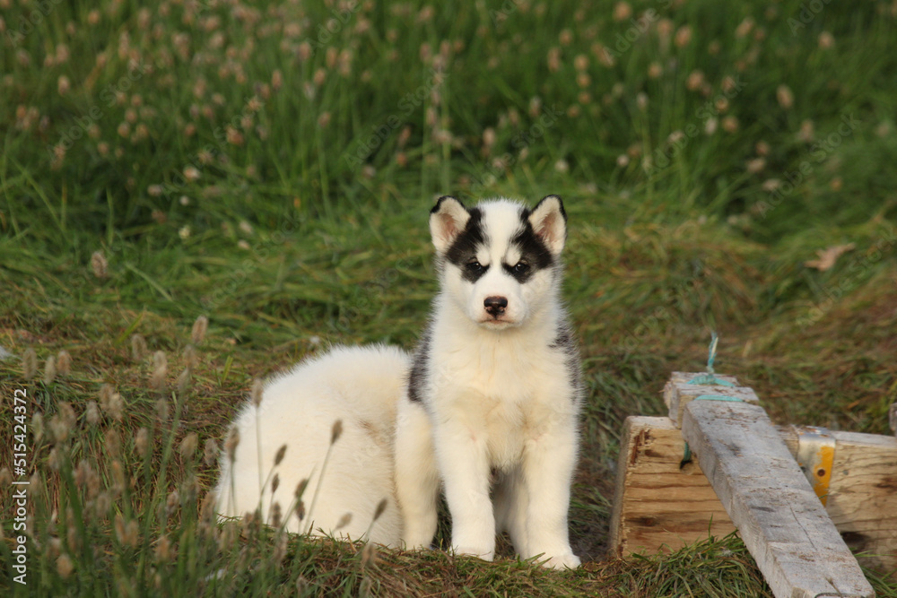 Black and white northern Canada husky puppy dog staring off, Pond Inlet, Nunavut. High quality photo Black and white northern Canada husky puppy dog staring off, Pond Inlet, Nunavut. High quality photo