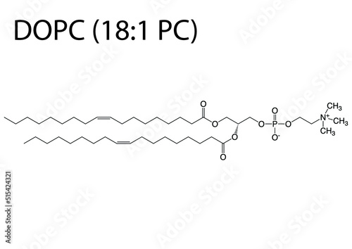 Vector illustration of chemical structures of the most common lipids isolated on a white background