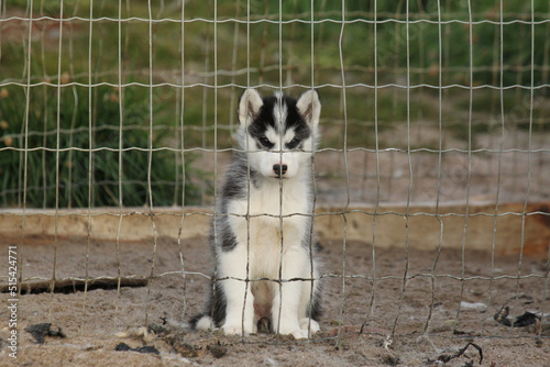 Small husky puppy finds himself in doggy jail, Pond Inlet, Nunavut photo