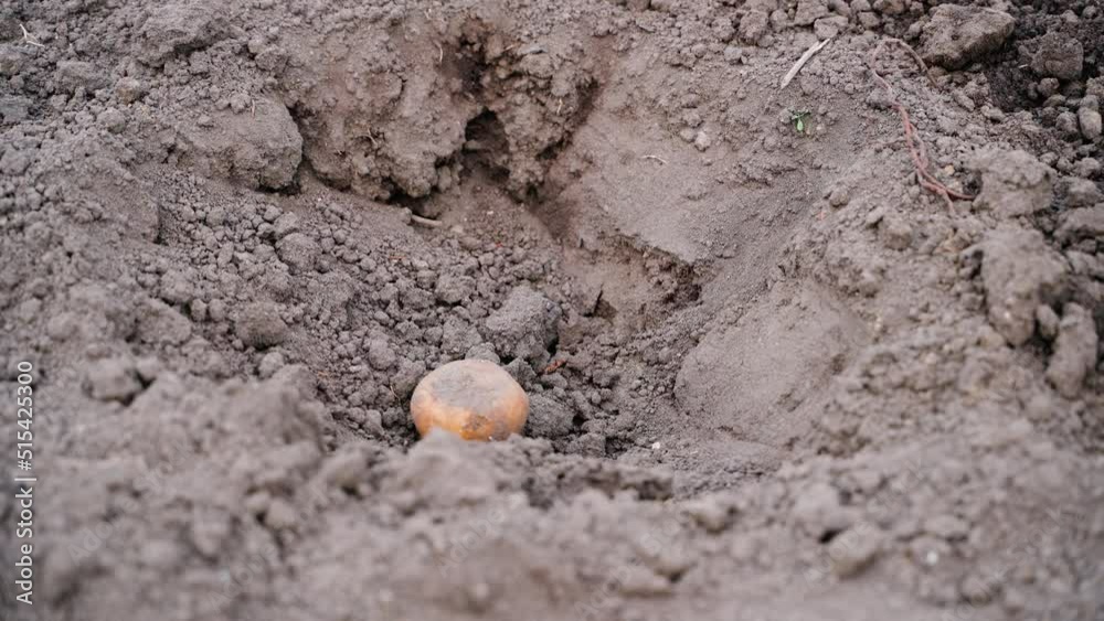A potato falls into a recess and is buried in the ground close-up A potato falls into a recess and is buried in the ground close-up
