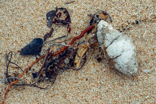 Details on the beach of Playa Grande in the Dominican Republic photo