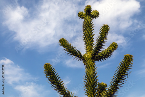 araucaria araucana photo