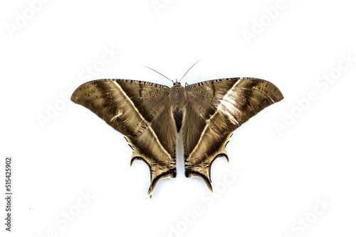 Photography The night butterfly on white background.