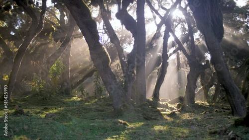 Beams of light pass through the trees of a primary forest, in Ethiopia