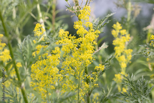 Small yellow flowers on a green background, Delicate flower in nature.