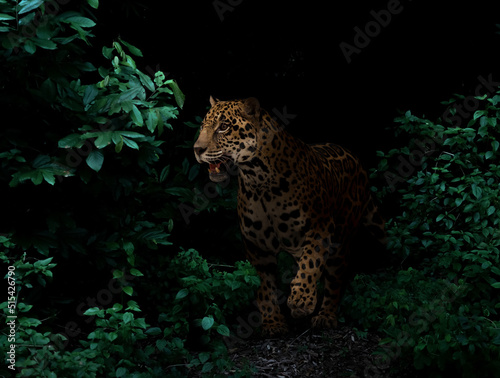 jaguar in tropical rainforest at night