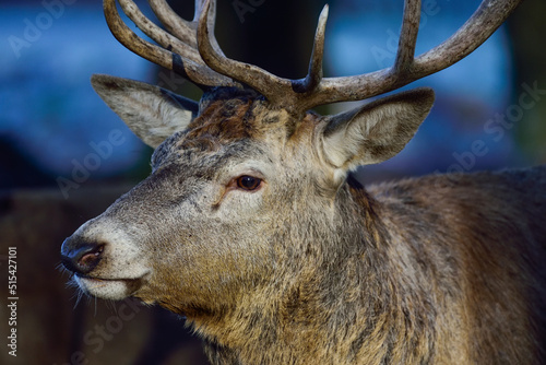 Red deer male with antlers looks attentively, head portrait, autumn, north rhine westphalia, (cervus elaphus), germany