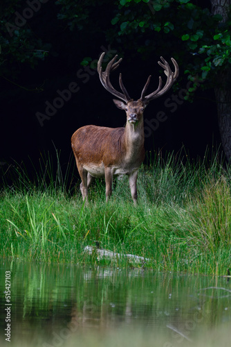 Red deer male standing by a pond in summer and securing attentively, north rhine westphalia,  (cervus elaphus), germany