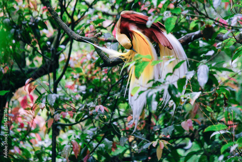 Cenderawasih Bird at Taman Safari Zoo, Indonesia photo