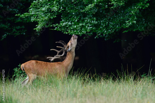 Red deer male eating leaves from a beech tree, summer, north rhine westphalia,  (cervus elaphus), germany photo