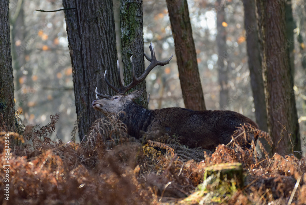 Red deer male with antlers stands in the forest with ferns and marks a tree, autumn, north rhine westphalia,  (cervus elaphus), germany