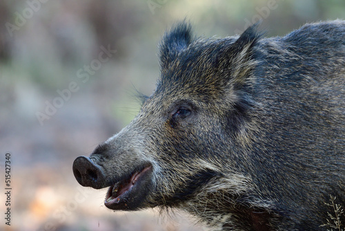 Wild boar looks attentive, head portrait, autumn, lower saxony, (sus scrofa), germany