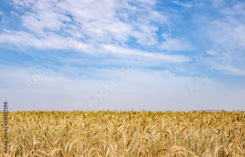 Fotografia Golden wheat field ready for harvesting