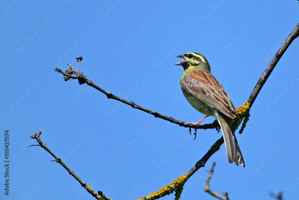 Obraz premium Cirl bunting // Zaunammer (Emberiza cirlus)