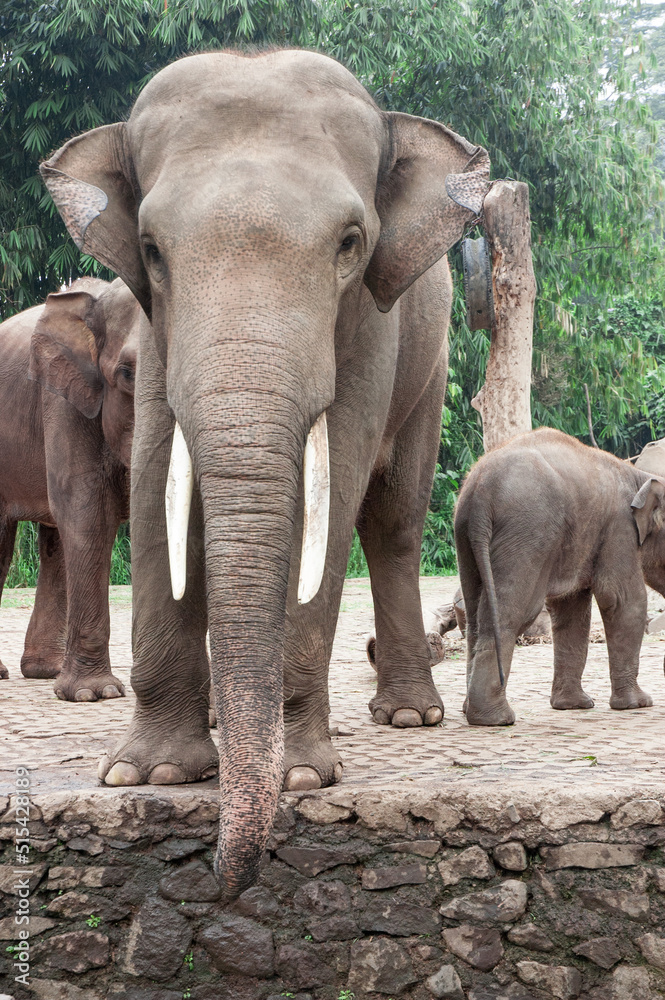 Fototapeta premium Elephant at Taman Safari Zoo, Indonesia