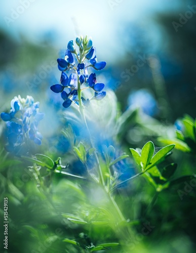 Vertical closeup of the Lupinus texensis, the Texas bluebonnet. photo