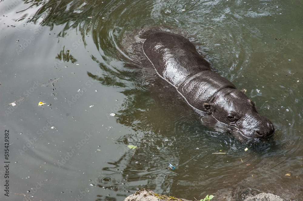 Fototapeta premium Taman Safari Zoo Animals