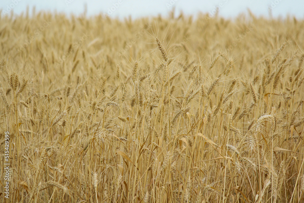 golden wheat field. Wheat field in sunny weather. Cereal field. Ripening and harvesting wheat. Grain fields. Bright illustration on the theme of hunger and problems with the export of grain. Harvestin golden wheat field. Wheat field in sunny weather. Cereal field. Ripening and harvesting wheat. Grain fields. Bright illustration on the theme of hunger and problems with the export of grain. Harvestin