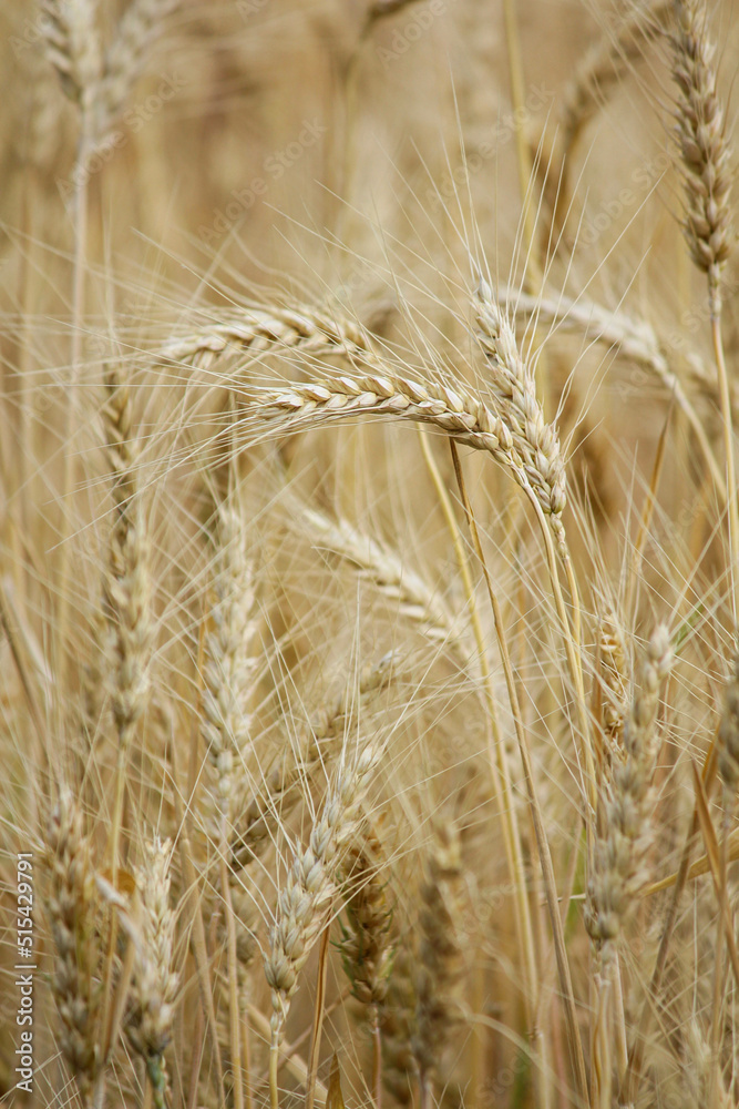field of wheat. Wheat field in sunny weather. Cereal field. Ripening and harvesting wheat. Grain fields. Bright illustration on the theme of hunger and problems with the export of grain. Harvesting field of wheat. Wheat field in sunny weather. Cereal field. Ripening and harvesting wheat. Grain fields. Bright illustration on the theme of hunger and problems with the export of grain. Harvesting