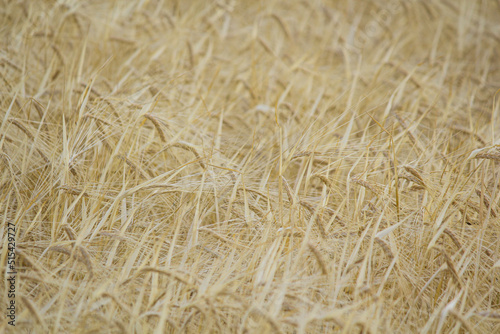 golden wheat field. Wheat field in sunny weather. Cereal field. Ripening and harvesting wheat. Grain fields. Bright illustration on the theme of hunger and problems with the export of grain. Harvestin photo