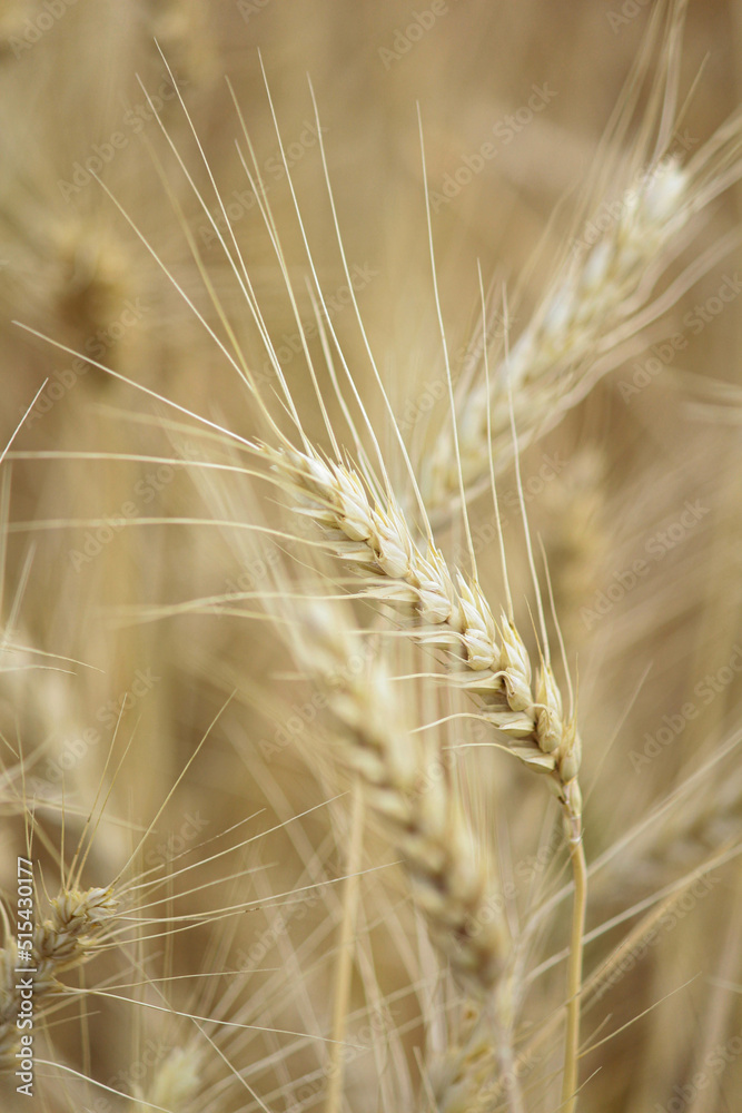 ears of wheat. Wheat field in sunny weather. Cereal field. Ripening and harvesting wheat. Grain fields. Bright illustration on the theme of hunger and problems with the export of grain. Harvesting ears of wheat. Wheat field in sunny weather. Cereal field. Ripening and harvesting wheat. Grain fields. Bright illustration on the theme of hunger and problems with the export of grain. Harvesting